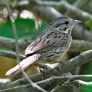 Lincoln's Sparrow