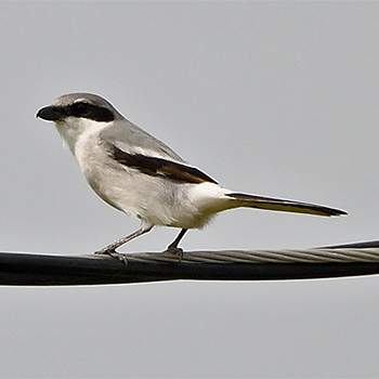 Loggerhead Shrike