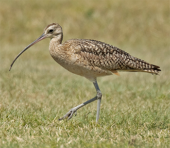 Long-billed Curlew