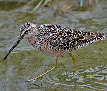 Long-billed Dowitcher