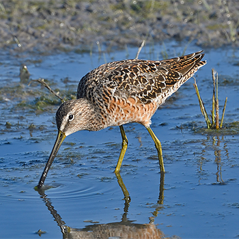 Long-billed Dowitcher