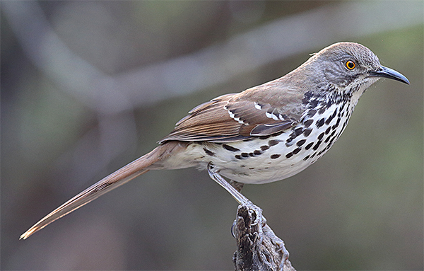 Long-billed Thrasher