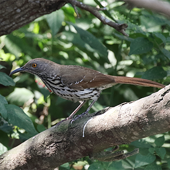 Long-billed Thrasher