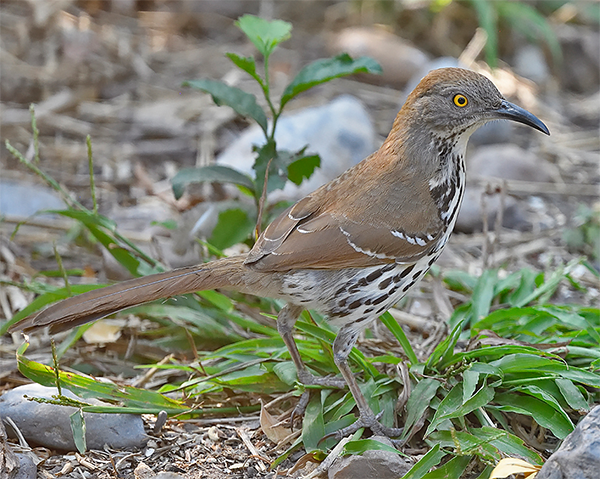 Long-billed Thrasher
