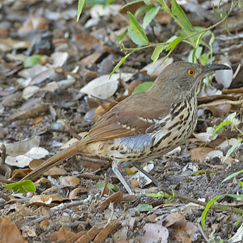 Long-billed Thrasher