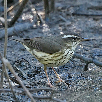 Louisiana Waterthrush