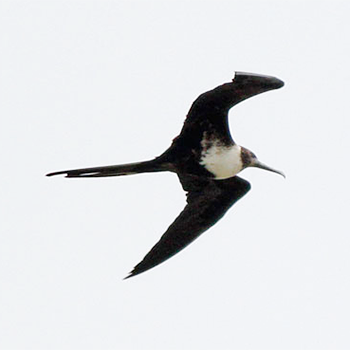 Magnificent Frigatebird