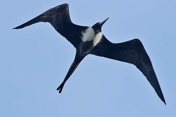 Magnificent Frigatebird