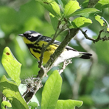 Magnolia Warbler