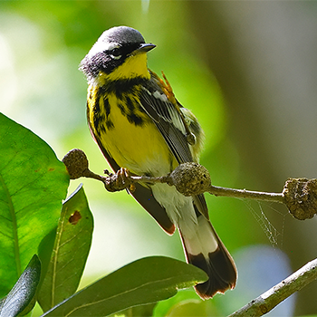 Magnolia Warbler