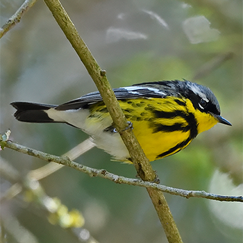 Magnolia Warbler