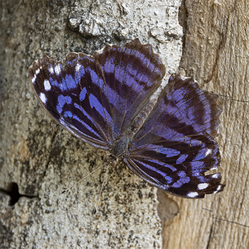 Mexican Bluewing