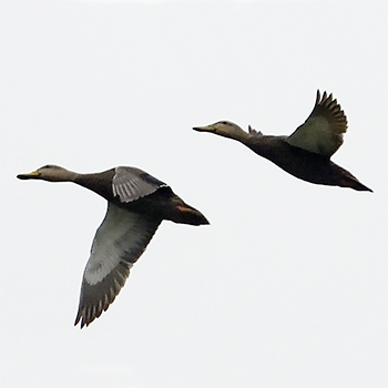 Mexican Duck