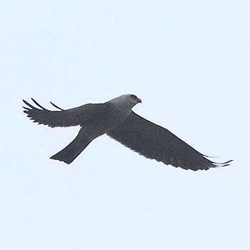 Mississippi Kite