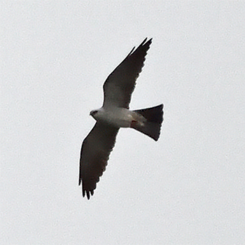 Mississippi Kite