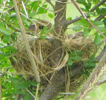 Morelet's Seedeater