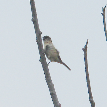 Morelet's Seedeater