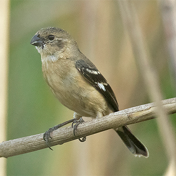 Morelet's Seedeater