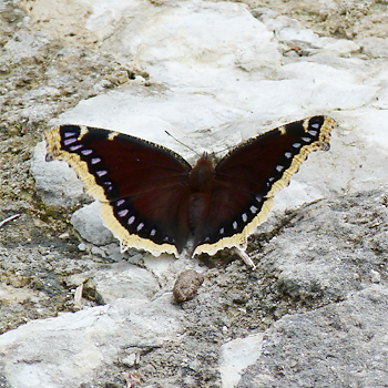 Morning Cloak
