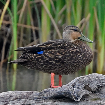Mottled Duck