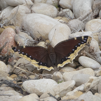 Mourning Cloak (Camberwell Beauty)