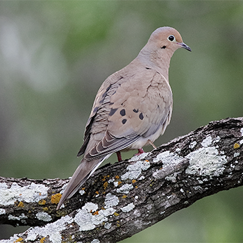 Mourning Dove