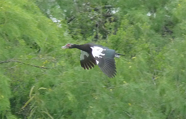 Muscovy Duck