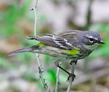 Myrtle Warbler