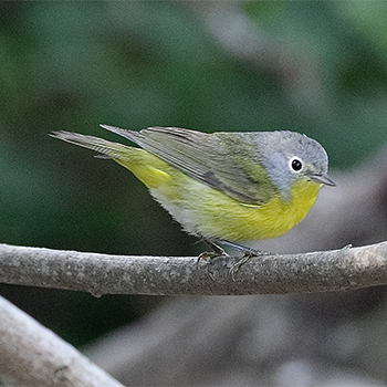 Nashville Warbler