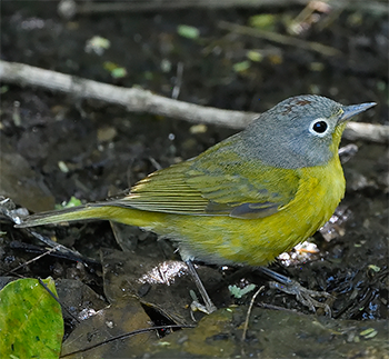 Nashville Warbler