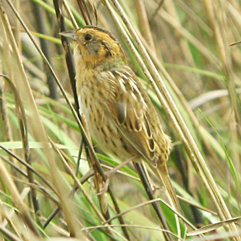 Nelson's Sparrow