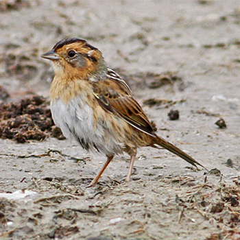 Nelson's Sparrow