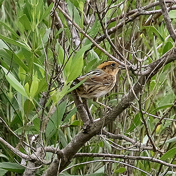 Nelson's Sparrow