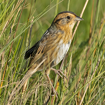Nelson's Sparrow