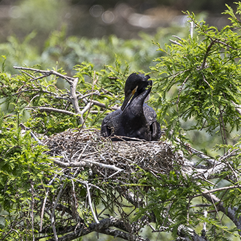 Neotropic Cormorant