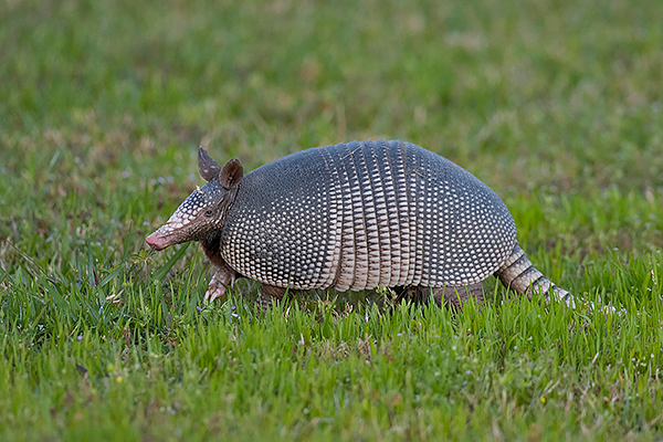 Nine-banded Armadillo
