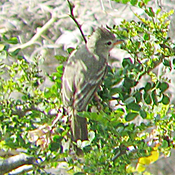 Northern Beardless-tyrannulet