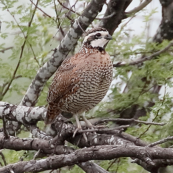 Northern Bobwhite