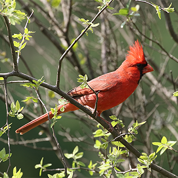 Northern Cardinal