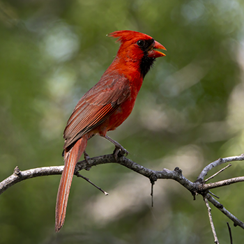 Northern Cardinal