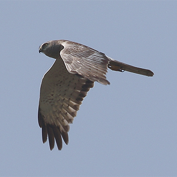 Northern Harrier
