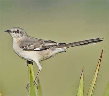 Northern Mockingbird