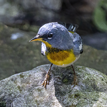Northern Parula