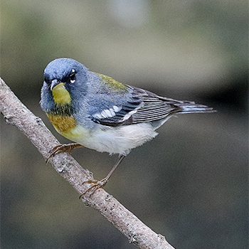 Northern Parula