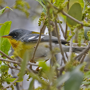 Northern Parula