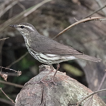 Northern Waterthrush