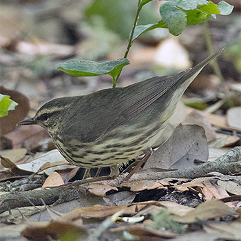 Northern Waterthrush