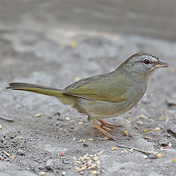 Olive Sparrow