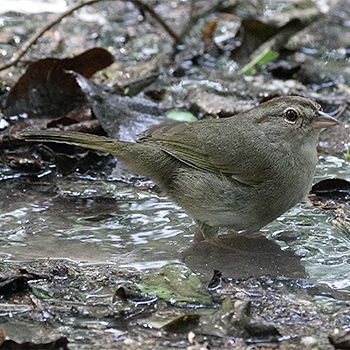 Olive Sparrow