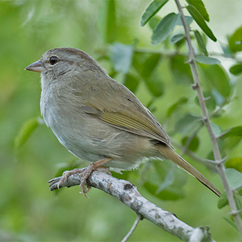 Olive Sparrow